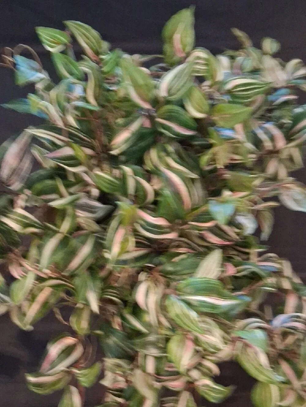 Handmade lush trailing